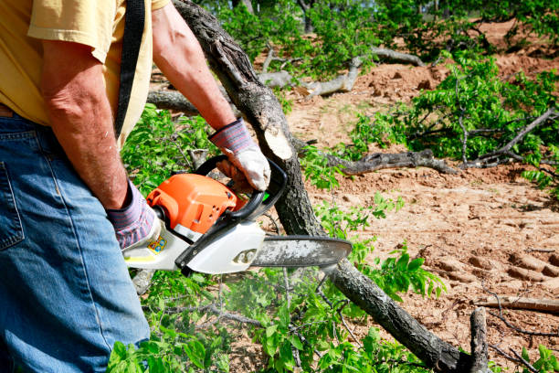 Best Emergency Tree Removal  in Clay City, IN